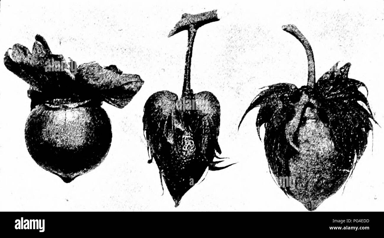 . Le coton : sa culture, la commercialisation, la fabrication, et les problèmes de l'Organisation mondiale de coton . La culture du coton et de fabrication. . Veuillez noter que ces images sont extraites de la page numérisée des images qui peuvent avoir été retouchées numériquement pour plus de lisibilité - coloration et l'aspect de ces illustrations ne peut pas parfaitement ressembler à l'œuvre originale.. Burkett, Charles William, 1873- ; Poe, Clarence Hamilton, 1881-. New York : Doubleday, Page &AMP, le nom de l'entreprise Banque D'Images