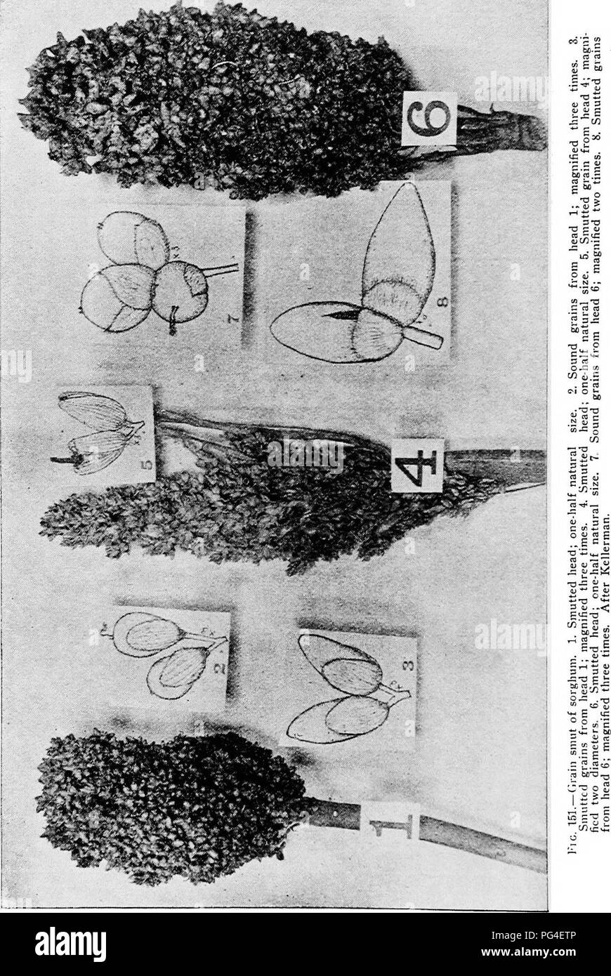 Ce guide fournit des informations sur les maladies des plantes affectant les cultures et les plantes au Minnesota. Il propose des techniques de diagnostic et des solutions aux maladies végétales courantes dans la région, en mettant l'accent sur la prévention et la gestion. Banque D'Images