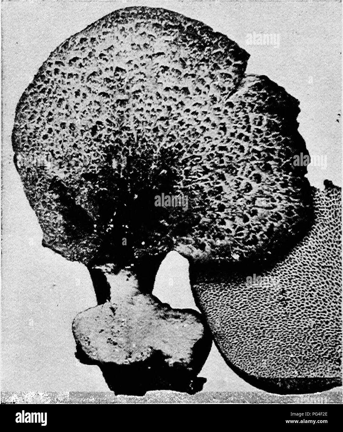 . Minnesota maladies des plantes. Les maladies des plantes. Minnesota 254 Maladies des Plantes. Le pore écailleuse-champignon Polyporus squamosus [rot (Huds.) Fr.]. C'est un pore très commun champignon qui provoque une pourriture blanche de bois. Elle se produit en abondance au printemps, formant de grandes étagères, habituellement en groupes. Les organes de fructification sont douces et charnues en première et leur surface supérieure est marqués de brun foncé ou noirâtre plaques écailleuses (squamae). Il est attaché, habituellement par un court pédoncule, qui est presque toujours trouvés sur le bord de l'organe de fructification. Comme ce dernier vieillit, elle perd son fleshi- ness et devient Banque D'Images