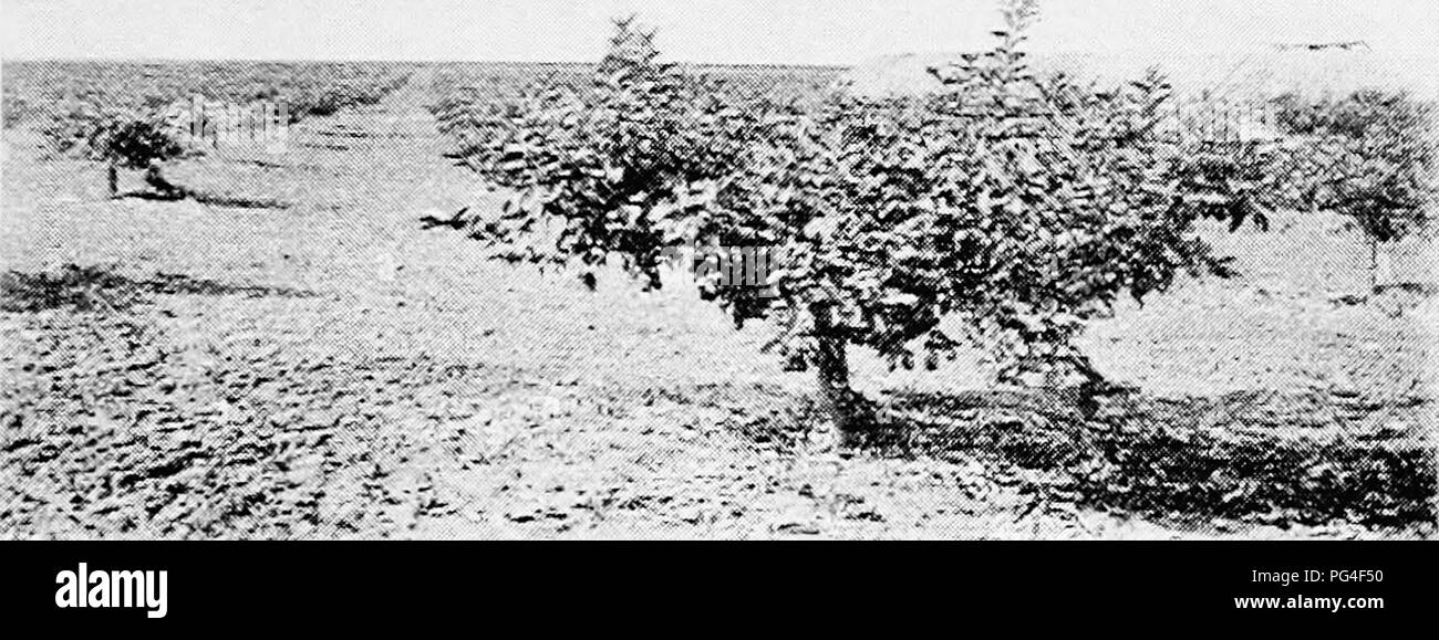 Cette image illustre la méthode d'élagage des citronniers en Californie. La technique se concentre sur la création d'une structure d'arbre basse et large pour améliorer la production de fruits, en veillant à ce que toutes les parties de l'arbre restent à portée de main pour la récolte. La structure vise un cadre robuste qui peut supporter un poids important de fruits. Cette méthode diffère de l'approche traditionnelle italienne de taille des agrumes. Banque D'Images