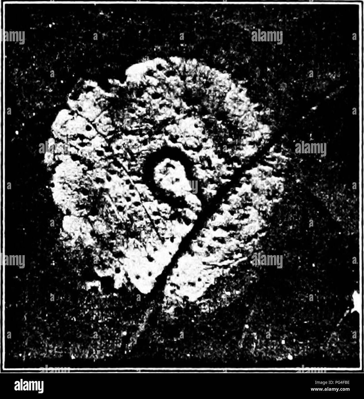 . Les maladies des plantes d'importance économique . Les maladies des plantes. 14 LES MALADIES DES PLANTES D'IMPORTANCE ÉCONOMIQUE L'California vine disease en 1892, 10 000 000 $. Pierce. Rouille du blé aux États-Unis, 18981 67 000 000 $. Galloway. Rouille du blé dans l'Illinois, 1885, 1 875 000 $. Burrill. La tache violette, aux États-Unis, en 1900, 200 000 $. L'établissement Dorsett. Feuille de pêcher boucle dans le United States, 1900, 2 335 000 $. Pierce. Le mildiou de la pomme de terre à New York, 1904, 10 000 000 $. Stewart. Charbon d'avoine aux États-Unis, annuel, de 6 500 000. Orton. Le charbon du blé, United States, annuel, de 3 000 000 $. Orton. La carie du blé aux États-Unis, annuel, $1 Banque D'Images