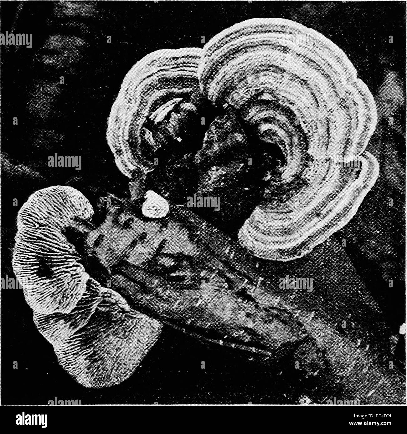 . Minnesota maladies des plantes. Les maladies des plantes. Minnesota Maladies des Plantes. 177 et de l'amadou, le champignon peut être mentionné comme quelques-unes des nombreuses formes de commune- pore ces champignons. En plus du gelat- inous et dur et charnus pores sont l'émincé de champignons qui sont très doux ; dans ces les pores avec leurs murs environnants sont libres les uns des autres et ressemblent à de petits tubes à charge. Fig. -Un stick-dwelling gill champignon (Lenzites betulina), sur une branche morte de l'original. bouleau. suspendu à l'organe de fructification. La plupart de ces formes sont l'edi- ble. Quelque peu semblable à ce sont les espèces de Boletus Banque D'Images