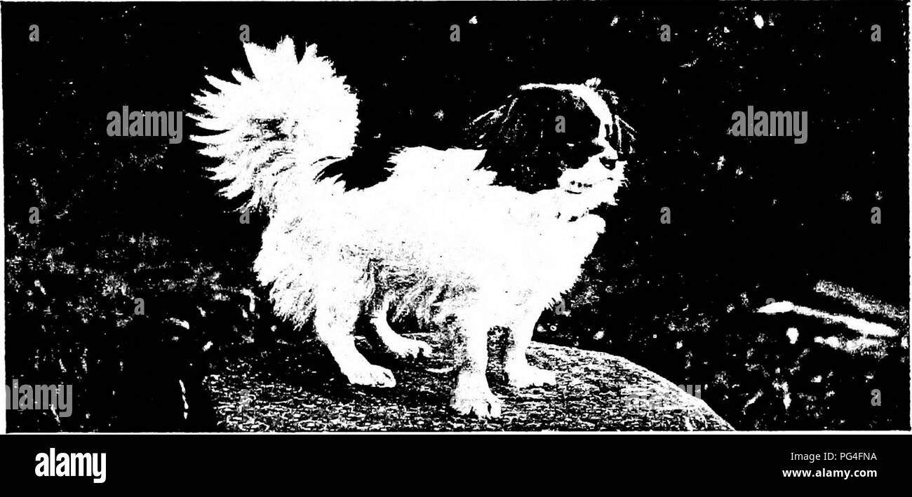 . Le chien livre : une histoire populaire du chien, avec des informations pratiques pour les soins et la gestion de la chambre, chenil, et l'exposition des chiens, et des descriptions de toutes les races importantes . Les chiens. Photo de J. R. Clarke, Thirsk TIBET SPANIEL KARPO la propriété de l'Honorable Mme McLaren Morrison, Londres. Veuillez noter que ces images sont extraites de la page numérisée des images qui peuvent avoir été retouchées numériquement pour plus de lisibilité - coloration et l'aspect de ces illustrations ne peut pas parfaitement ressembler à l'œuvre originale.. Watson, James, 1845-. New York : Doubleday, Page &AMP ; Co. Banque D'Images