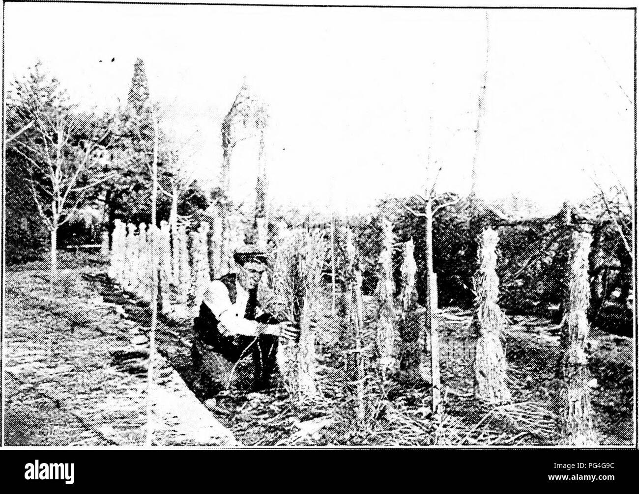 . Guide pour hardy fruitières et ornementales . La culture de fruits. DWYER'S GUIDE. 117 Le paillage du lit Rose à l'automne est assez fréquemment négligés par l'ordinaire du cultivateur. Cela ne devrait pas être ainsi. Par pailler le lit avec du fumier bien nous garder au chaud les racines et assurer une croissance des bois et fleurs la saison suivante. Dès que le sol est en état de ce travail nous pouvons spade le paillage dans le sol qui servira de ferti- Lizer. Protéger les roses avec de la paille n'est pas absolument nécessaire, mais nous pensons qu'elle est du temps et de l'argent bien dépensé. Toujours les avoir. Protéger LES ROSES F Banque D'Images