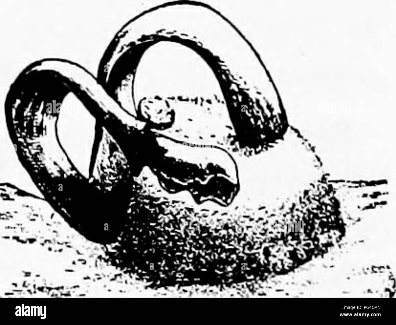 . Les champignons qui causent les maladies des plantes . Les maladies des plantes, les champignons. 208 Les champignons qui causent les MALADIES DES PLANTES P. ruba (Pers.) D. C. causes des taches rougeâtres sur les feuilles de Prunus. Au premier roulement du stroma des pycnides (Libertella rubra) avec crochet filiformes, les conidies continu. Les périthèces produites sur les vieilles feuilles, ellipsoïde à asques allongé ; spores 10-13 x 6 m, lisse. L'invasion des tissus de la feuille est colorée par le mycélium qui porte une huile rougeâtre. Nu- mères périthèces sont immergés dans la zone malade et, de l'ouverture à la surface, extruder des spores qui semblent incapables d'en- fecting. Au cours de l'hiver le s Banque D'Images . Les champignons qui causent les maladies des plantes . Les maladies des plantes, les champignons. 208 Les champignons qui causent les MALADIES DES PLANTES P. ruba (Pers.) D. C. causes des taches rougeâtres sur les feuilles de Prunus. Au premier roulement du stroma des pycnides (Libertella rubra) avec crochet filiformes, les conidies continu. Les périthèces produites sur les vieilles feuilles, ellipsoïde à asques allongé ; spores 10-13 x 6 m, lisse. L'invasion des tissus de la feuille est colorée par le mycélium qui porte une huile rougeâtre. Nu- mères périthèces sont immergés dans la zone malade et, de l'ouverture à la surface, extruder des spores qui semblent incapables d'en- fecting. Au cours de l'hiver le s Banque D'Images