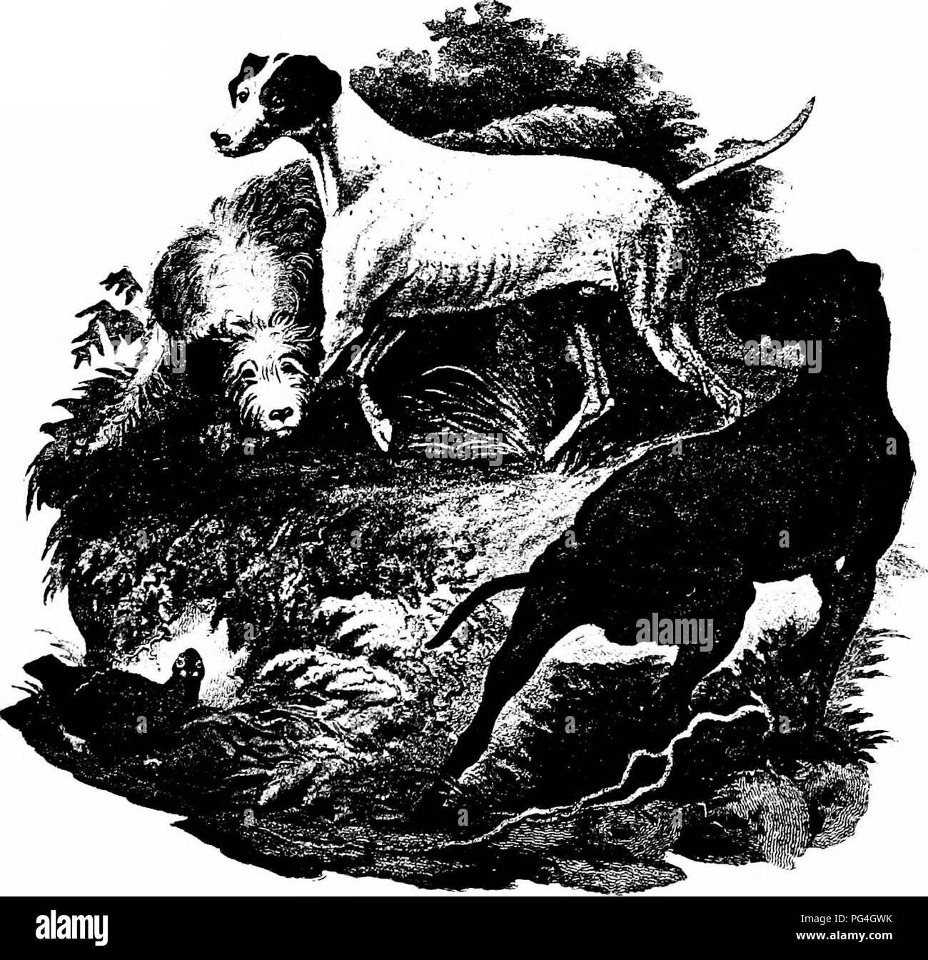 . Le chien livre : une histoire populaire du chien, avec des informations pratiques pour les soins et la gestion de la chambre, chenil, et l'exposition des chiens, et des descriptions de toutes les races importantes . Les chiens. Le capitaine FLEMING, DE BAROCHAN, ET SES HAWKS à partir d'un ion dans l'illustri Col'inel Thornton's " Tour à travers l'Écosse " (1786). Le pointeur par Publiahed Sydenham Edwards. Londres. 1801. Thr ^- n-^ poiniur est Russe, Kvissian^Rus, ou setter inn retriever, comme il a été appelé. Centre d'^ doi ; ib orange citron sur la tête, et l'un tlit en furdj^tlic est ronde de couleur foie. Veuillez noter t Banque D'Images