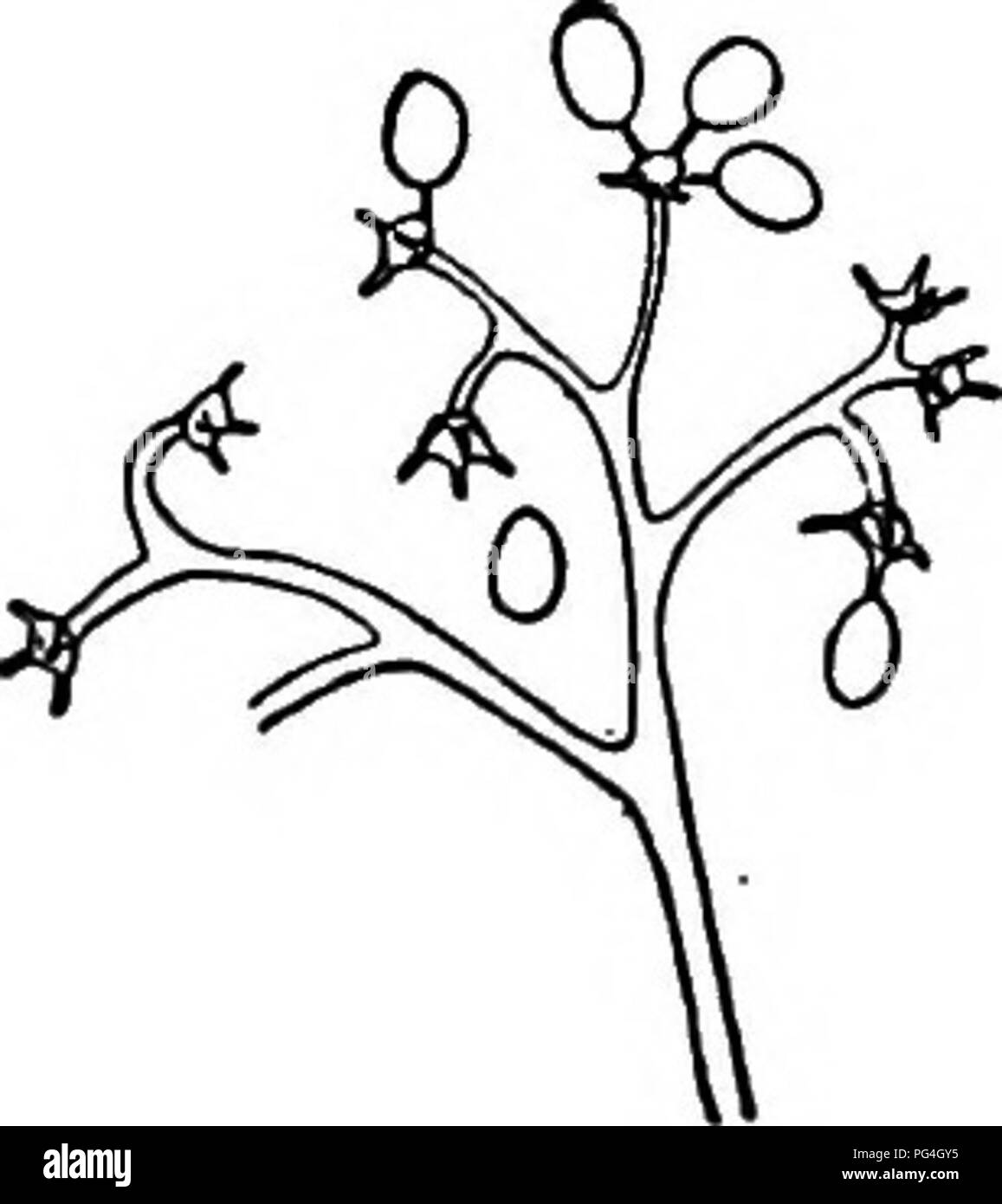 Ce travail décrit les espèces de champignons responsables de maladies dans les cultures comme les concombres et les citrouilles. Il comprend l'étude des infections des plantes causées par des champignons tels que Peronospora et Bremia Regel, en mettant l'accent sur les stratégies de contrôle et de prévention pour la protection des cultures. Banque D'Images