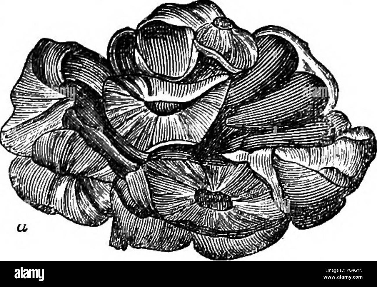 . Arbres et arbustes : une version abrégée de l'Arboretum et fruticetum britannicum : contenant les arbres et schrubs hardy de la Grande-Bretagne, des autochtones et étrangers, scientifiquement et populairement décrit : avec leur propagation, la culture et les utilisations et les gravures de presque toutes les espèces. Arbres, arbustes ; les forêts et la foresterie. 1S56. P.pilula. 1855. P. faiieiti pitula. t. P. p. 2fdlm strictis Benth. Plante. M. Hart. No 442., Gard. Mag. 1840, p. 638. Cônes â plus petits que ceux de l'espèce, et les feuilles plus droite. Trouvé par Hartweg près de Real del Monte. Horticultural Society's Garden. i 33. P. ATyj^'LLAVE Schied Banque D'Images