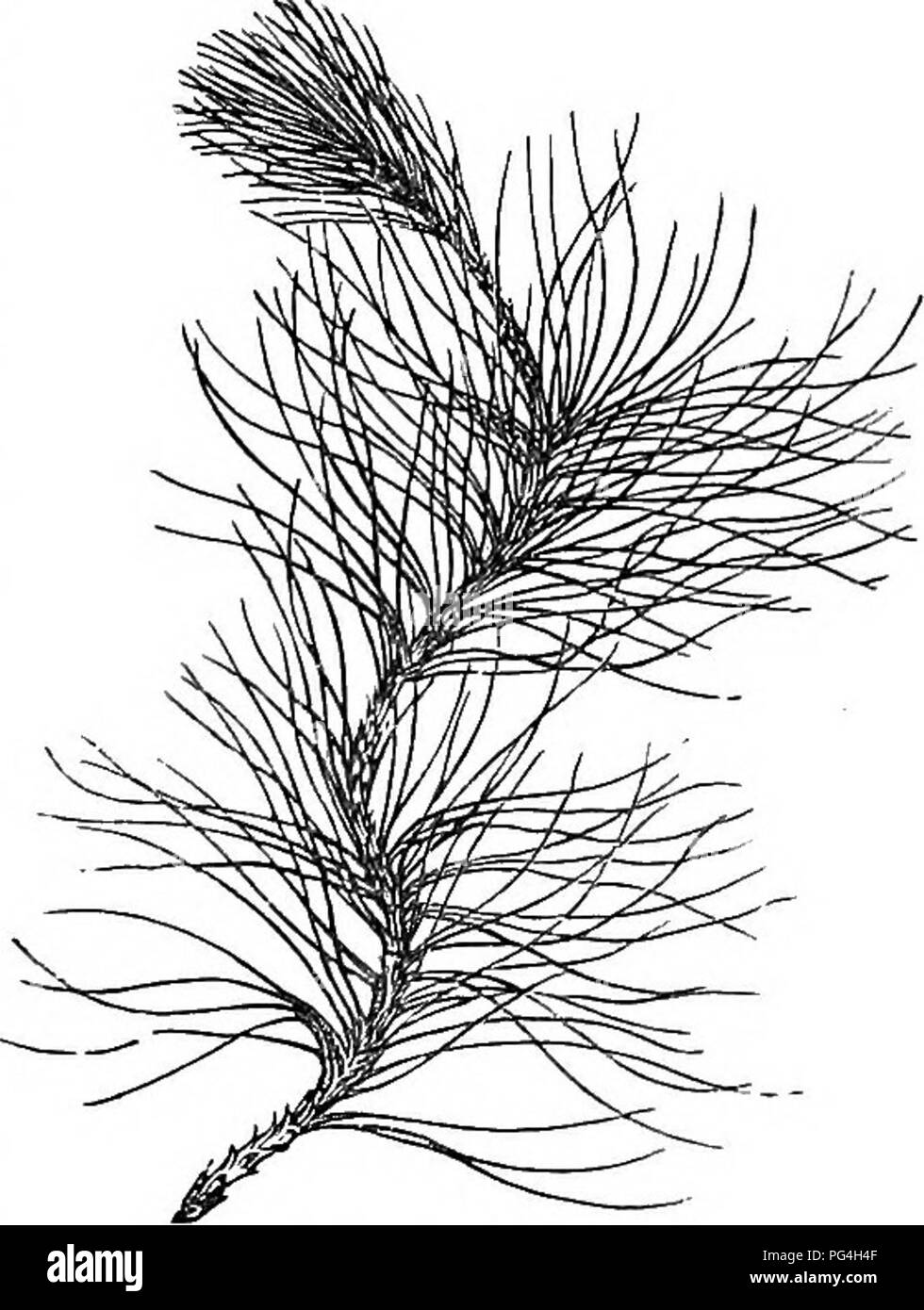 . Arbres et arbustes : une version abrégée de l'Arboretum et fruticetum britannicum : contenant les arbres et schrubs hardy de la Grande-Bretagne, des autochtones et étrangers, scientifiquement et populairement décrit : avec leur propagation, la culture et les utilisations et les gravures de presque toutes les espèces. Arbres, arbustes ; les forêts et la foresterie. 932 ARBOEETUM ET FRUTICETUM BRITANNICUM.. 1833. P. pondcroaa. Les plantes, quand de dix ou douze années de croissance, sont remarquables pour l'apparence de leurs branches tordues qui sont régulièrement en verticillate verticille. Le bois des arbres à maturité est dit être si lourd comme presque à couler dans Banque D'Images