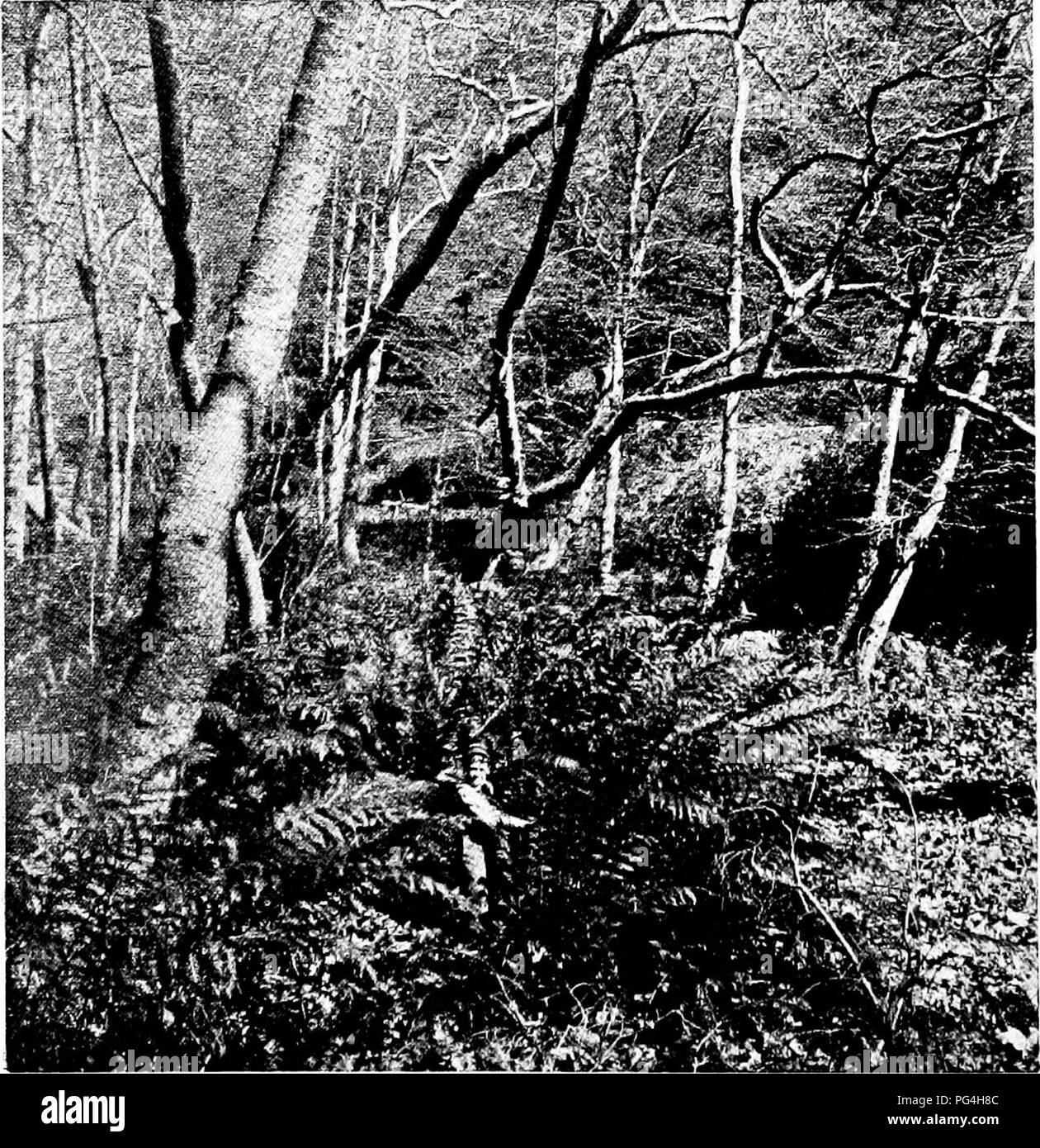 Ce travail documente les systèmes d'approvisionnement en eau en relation avec la foresterie, en se concentrant sur les palmiers indigènes de Californie dans le canyon de la Sierra San Jacinto. Il souligne l'importance de l'eau pour l'irrigation et son rôle dans le maintien de la santé des plantes adaptées au désert. Banque D'Images Ce travail documente les systèmes d'approvisionnement en eau en relation avec la foresterie, en se concentrant sur les palmiers indigènes de Californie dans le canyon de la Sierra San Jacinto. Il souligne l'importance de l'eau pour l'irrigation et son rôle dans le maintien de la santé des plantes adaptées au désert. Banque D'Images