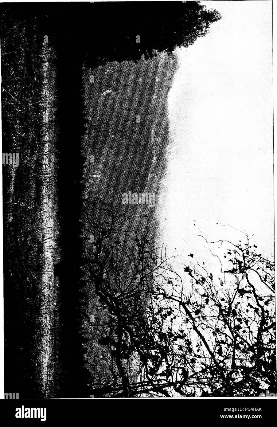. La forêt et l'eau . L'approvisionnement en eau potable ; les forêts et la foresterie ; l'approvisionnement en eau potable ; les forêts et la foresterie. . Veuillez noter que ces images sont extraites de la page numérisée des images qui peuvent avoir été retouchées numériquement pour plus de lisibilité - coloration et l'aspect de ces illustrations ne peut pas parfaitement ressembler à l'œuvre originale.. Kinney, abbé, 1850-1920. Los Angeles : Poster Pub. Co. Banque D'Images . La forêt et l'eau . L'approvisionnement en eau potable ; les forêts et la foresterie ; l'approvisionnement en eau potable ; les forêts et la foresterie. . Veuillez noter que ces images sont extraites de la page numérisée des images qui peuvent avoir été retouchées numériquement pour plus de lisibilité - coloration et l'aspect de ces illustrations ne peut pas parfaitement ressembler à l'œuvre originale.. Kinney, abbé, 1850-1920. Los Angeles : Poster Pub. Co. Banque D'Images