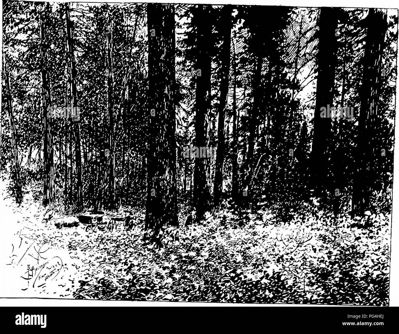 . La forêt et l'eau . L'approvisionnement en eau potable ; les forêts et la foresterie ; l'approvisionnement en eau potable ; les forêts et la foresterie. No ]. Veuillez noter que ces images sont extraites de la page numérisée des images qui peuvent avoir été retouchées numériquement pour plus de lisibilité - coloration et l'aspect de ces illustrations ne peut pas parfaitement ressembler à l'œuvre originale.. Kinney, abbé, 1850-1920. Los Angeles : Poster Pub. Co. Banque D'Images