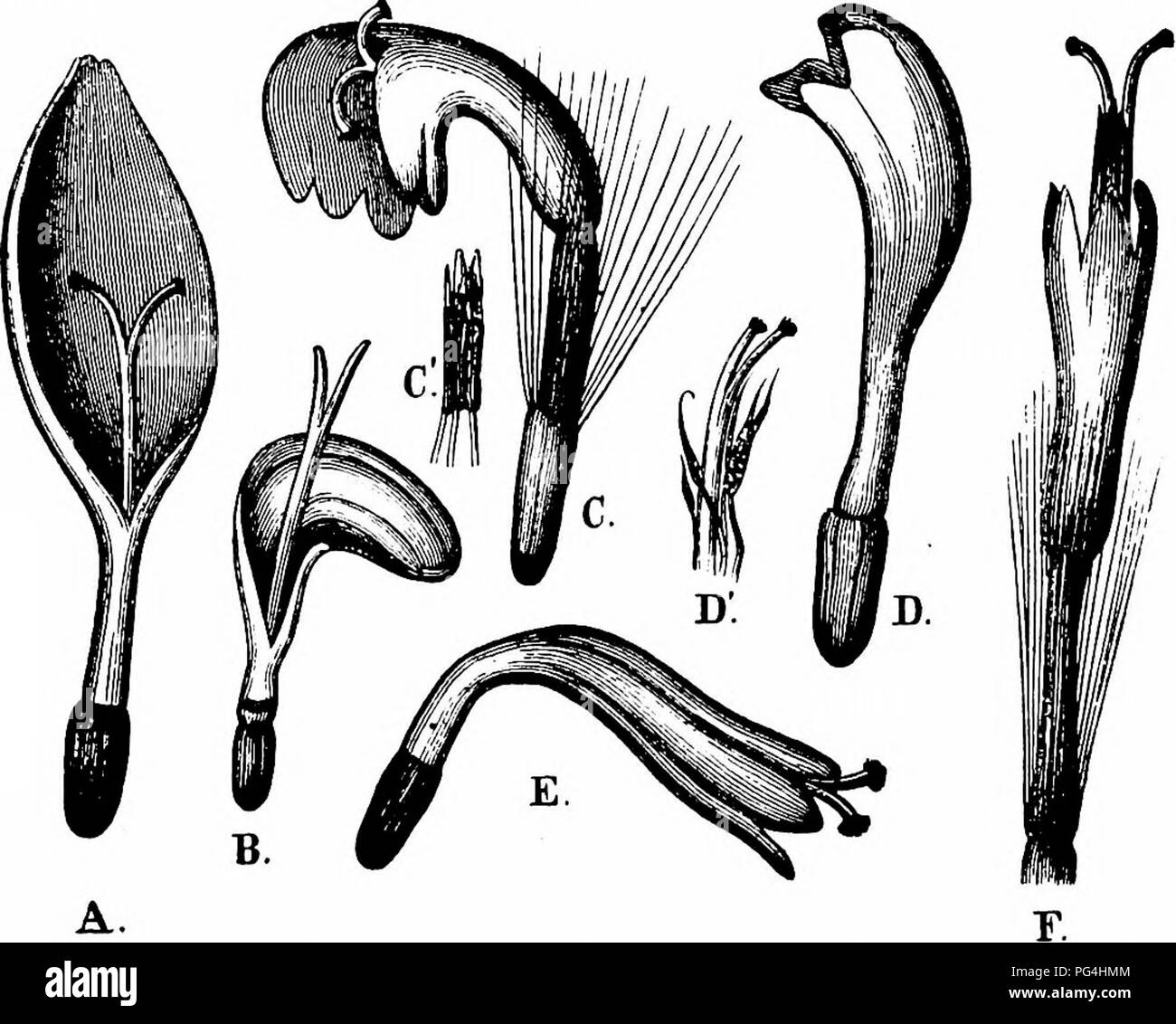 . La pollinisation des fleurs de manuel : d'après Hermann Mu ?ller 'le travail de la fécondation des fleurs par les insectes" . La fertilisation des plantes. 634 ANGIOSPERMES-{DICOTYLEDONES d) Syrphidae : 5. Eristalis pertinax Mg., po-dvg. ; 6. Volucella inanis Z., n. ; 7. Xylota sp., n. B. Les hyménoptères. (A) Apidae : 8. Bombus hypnorum Z., skg. ; 9. B. muscorum F. 5 et 5, n. ; 10. B. pratorum Z. 5 et 5, n. ; 11. B. terrester Z. S (Thuringe) ; 12. Halictus cylindricus F., skg. ; 13. H. lucidus Schenck 5 et S, n. ; 14. Psithyrus quadricolor Le Lep. J, N, ; 15. P. vestalis Fourcr. S, n. (^) des Vespidés et : 16. Vespa rufa Banque D'Images