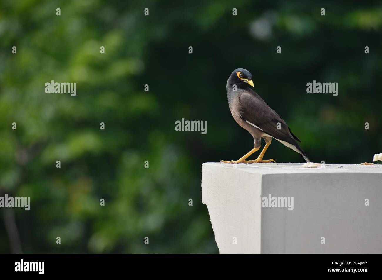 L'observation des oiseaux sur le toit Banque D'Images