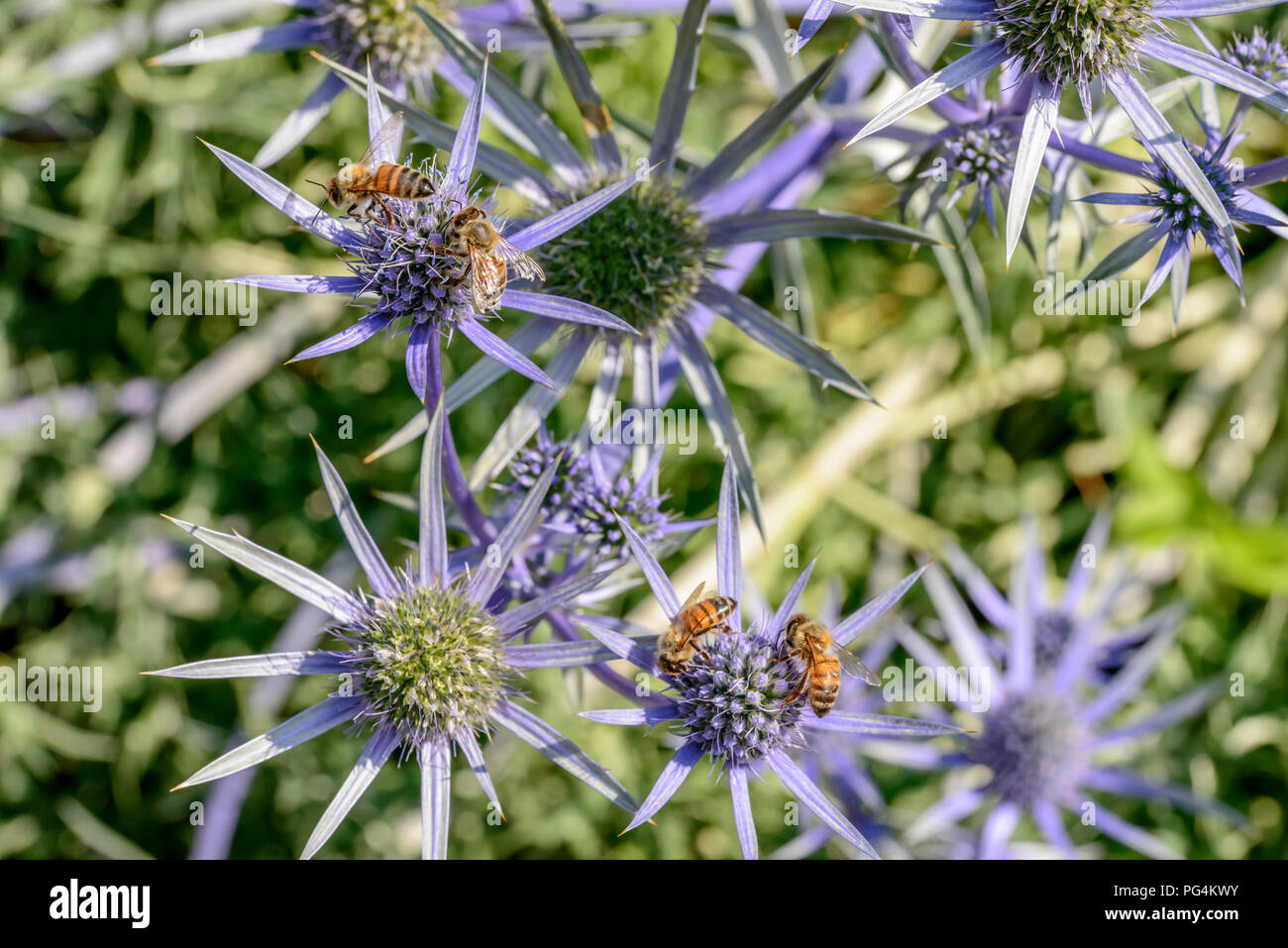 Les abeilles pollinisent les fleurs , Eryingium Alpinum tourné par un beau jour d'été à Gressoney Saint Jean, vallée du Lys, Aoste, Italie Banque D'Images