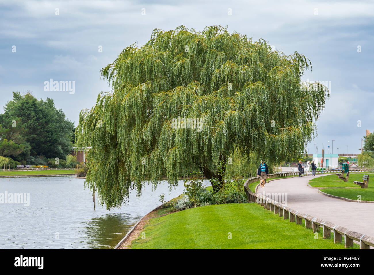 Saule pleurant (Salix babylonica) croissant en été sur le côté d'un petit lac dans un parc en été au Royaume-Uni. Banque D'Images