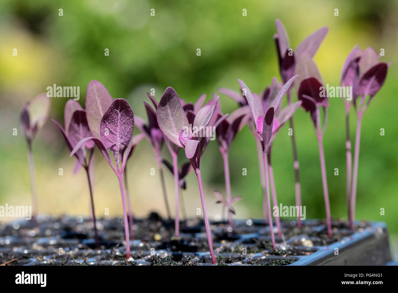 Orach rouge Atriplex hortensis Banque D'Images