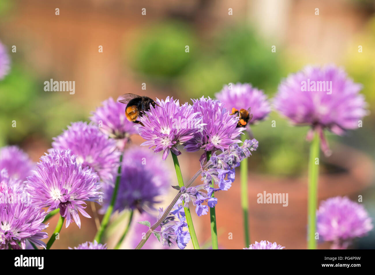 La ciboulette et Allium schoenoprasum Bumble bee Banque D'Images