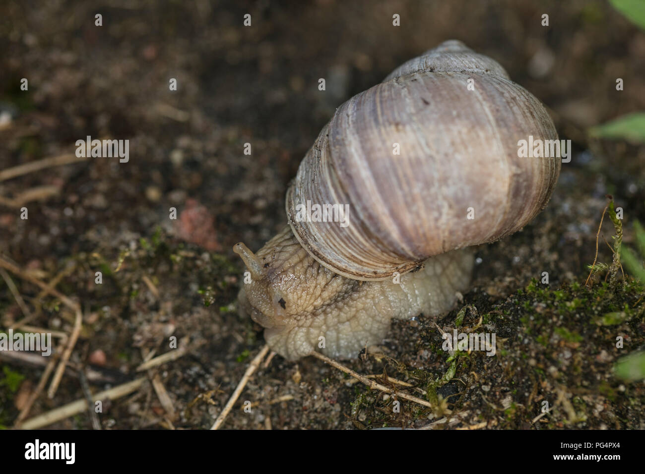 Dépasse de sa coquille d'escargot Banque D'Images