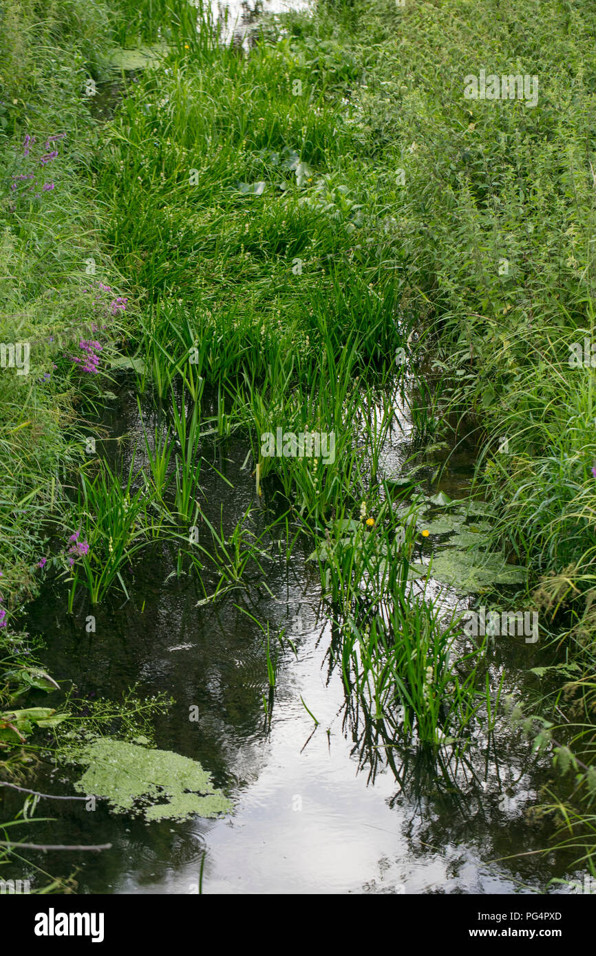 River couverte de plantes vertes Banque D'Images