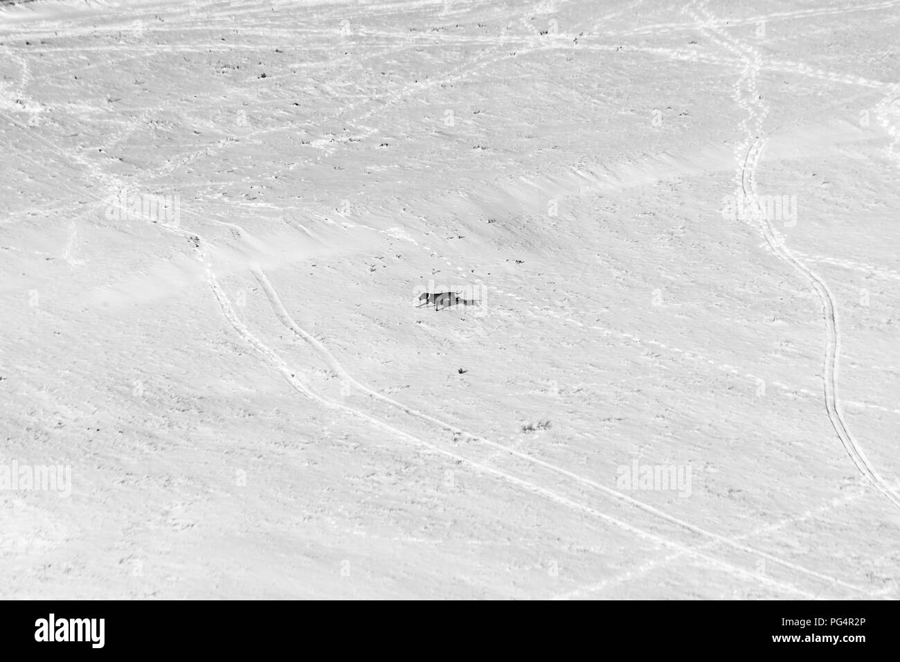 Un chien qui court sur une zone de montagne couverte de neige Banque D'Images