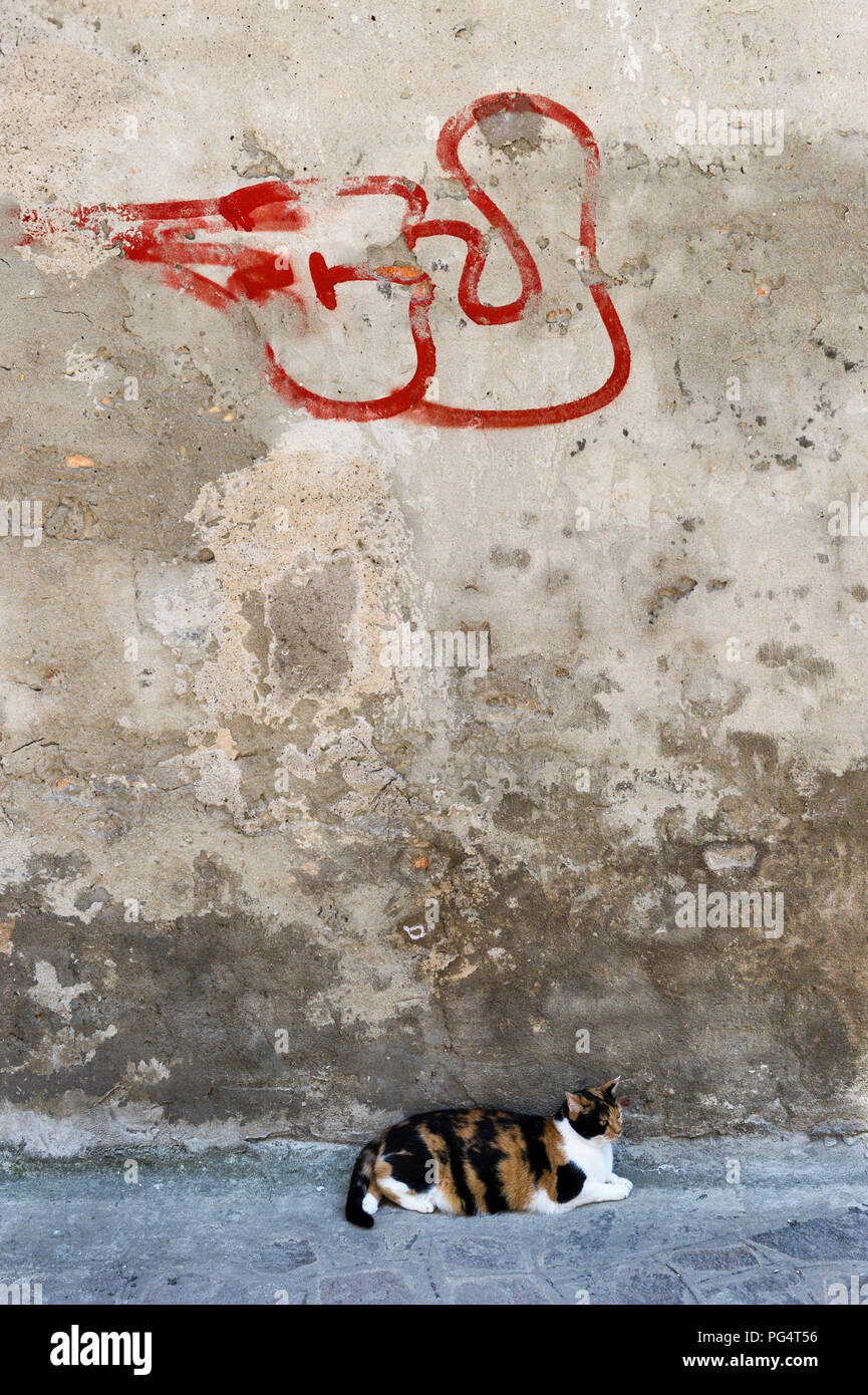 Venise, Italie. Un chat Calico se trouve à l'ombre d'un vieux mur avec des graffitis Banque D'Images