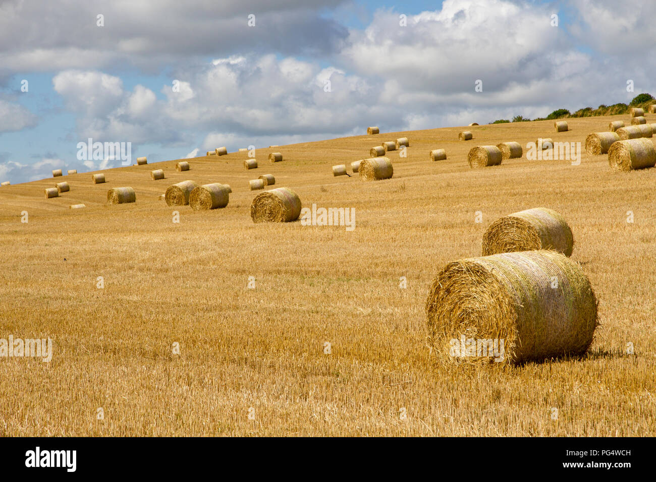 Bottes de foin dans un champ en Angleterre. Banque D'Images