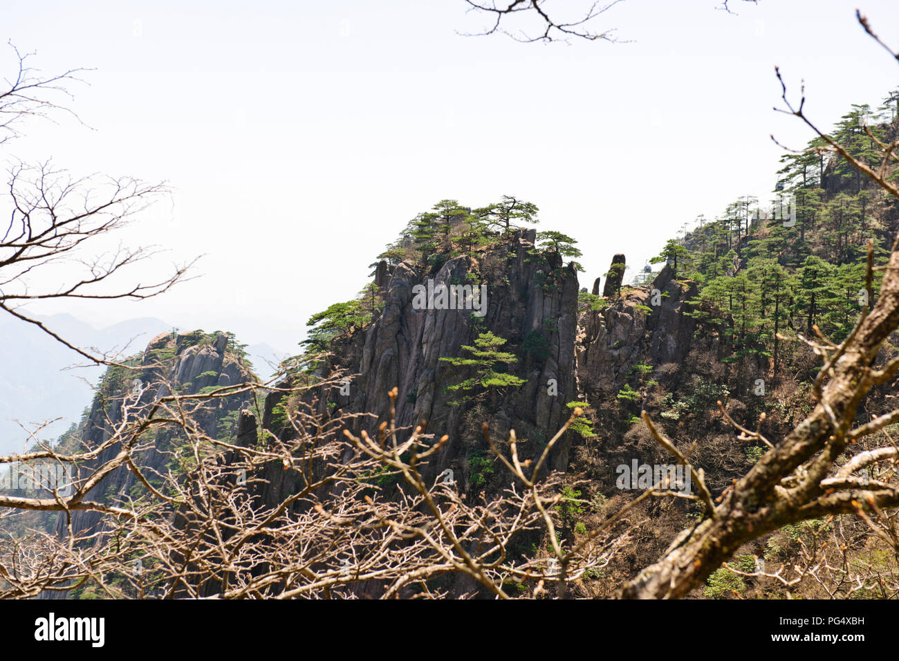 Pins tordus,,Nuages,pinacles de falaise,montagnes RocksYellow Jaingxi,Huang Shan,Province,China,Chine, République populaire de Chine Banque D'Images