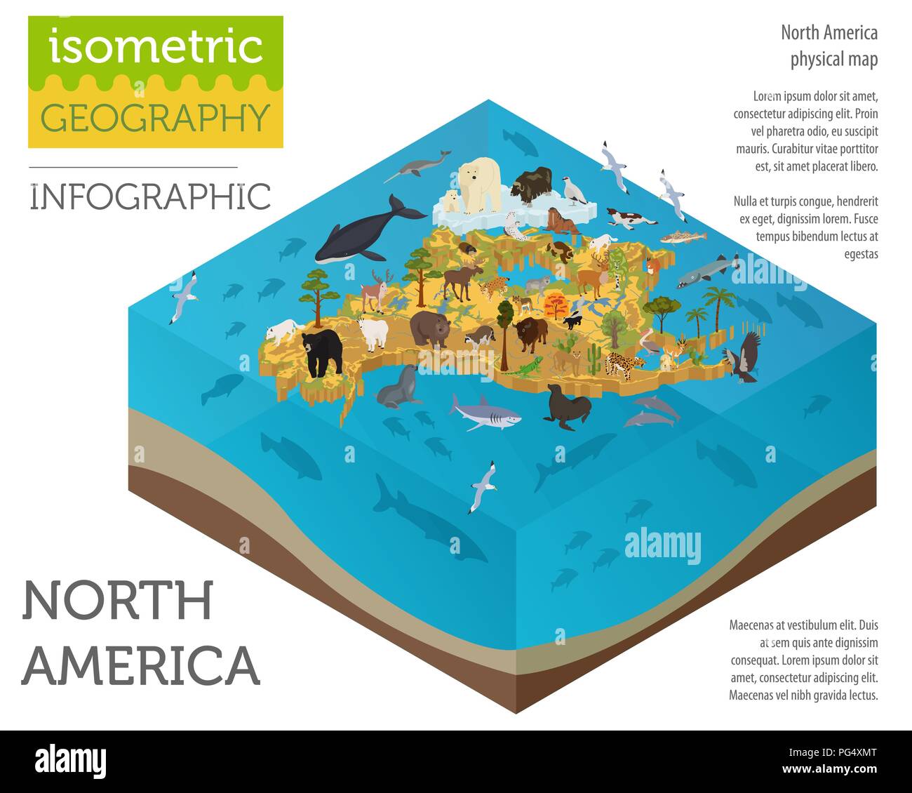 3D isométrique de la flore et de la faune de l'Amérique du Nord site éléments. Les animaux, les oiseaux et la vie marine. Construire votre propre collection Géographie des infographies. Vector illustr Illustration de Vecteur