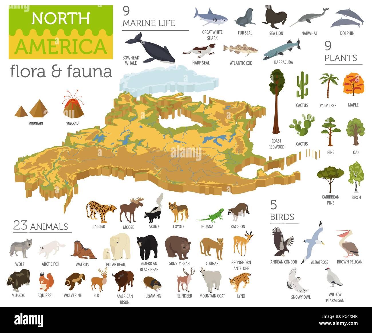 3D isométrique de la flore et de la faune de l'Amérique du Nord site éléments. Les animaux, les oiseaux et la vie marine. Construire votre propre collection Géographie des infographies. Vector illustr Illustration de Vecteur