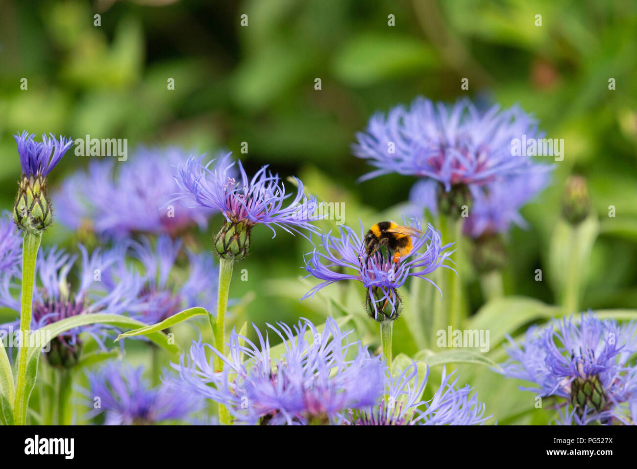 Un jardin Bumblebee (Bombus Hortorum), Couvert De Pollen, nourrissage sur une fleur de Cornouille de montagne (Centaurea Montana). Banque D'Images