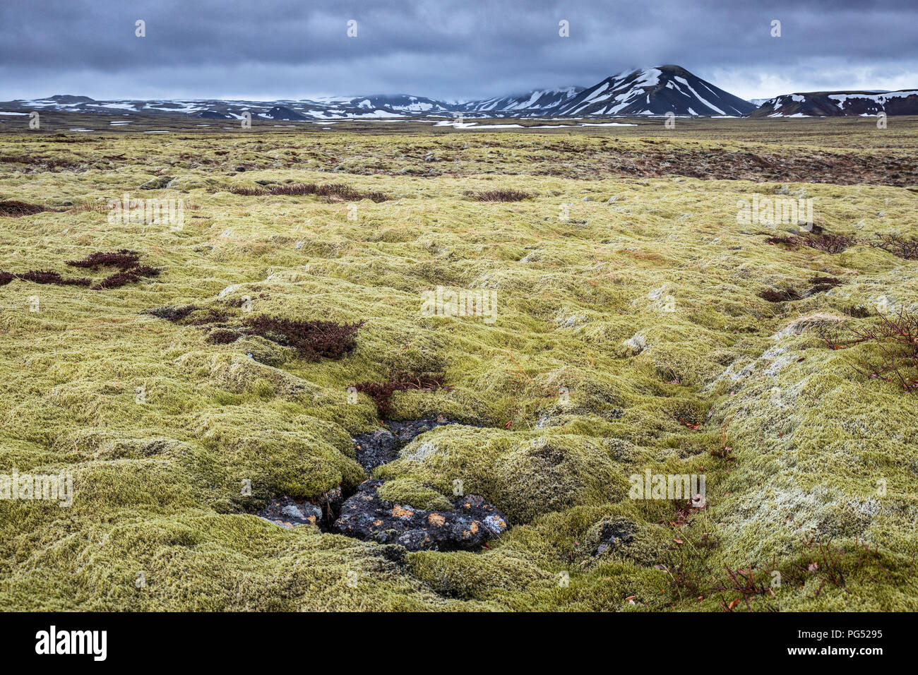 Le lichen d'Islande champ à jour nuageux Banque D'Images