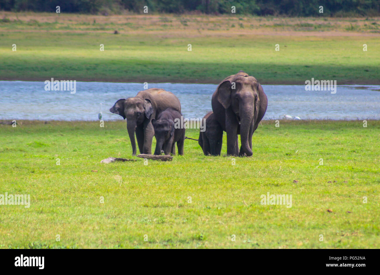 Les éléphants indiens - Sri Lanka - parc national de kaudulla Banque D'Images