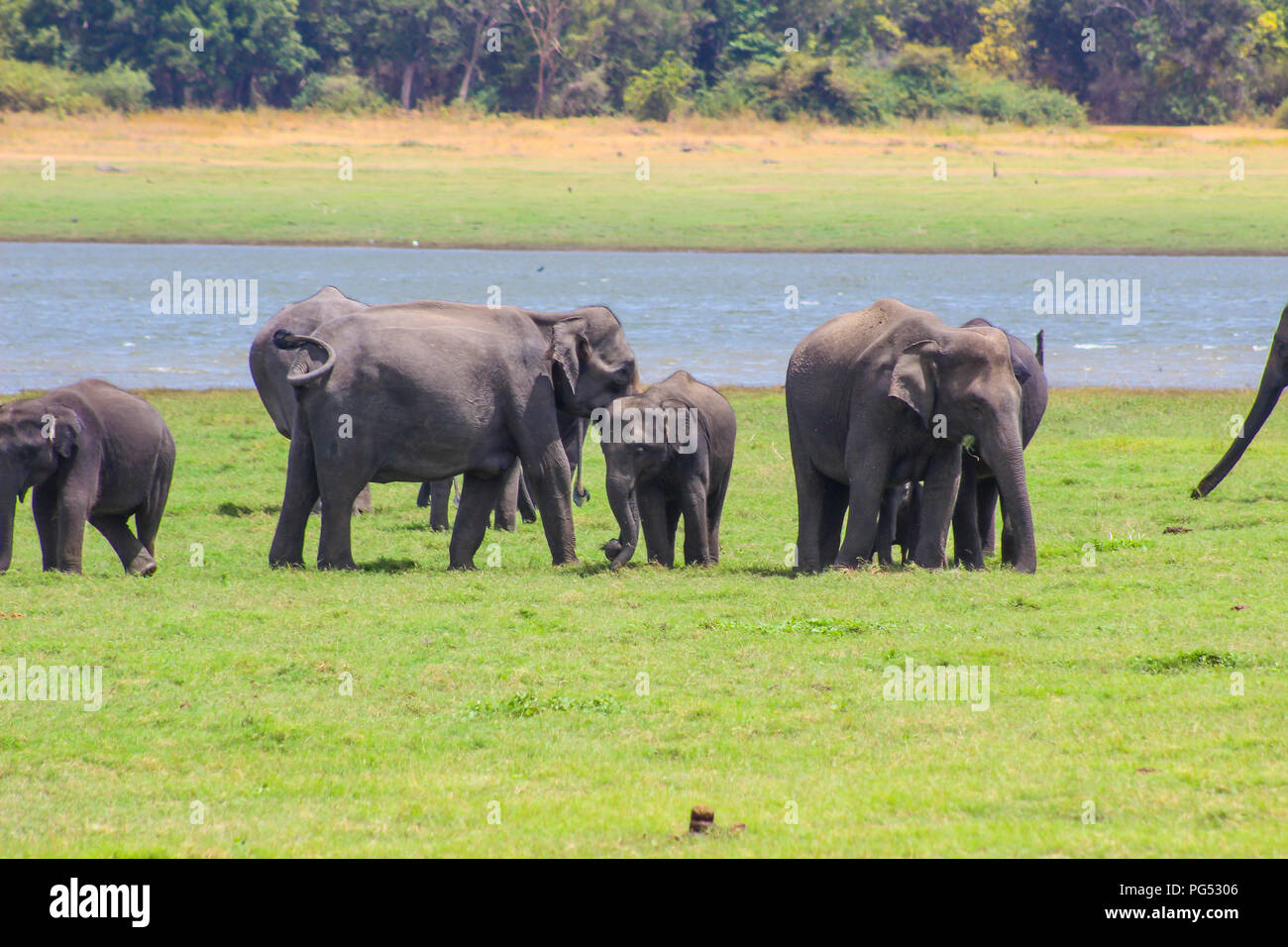 Les éléphants indiens - Sri Lanka - parc national de kaudulla Banque D'Images