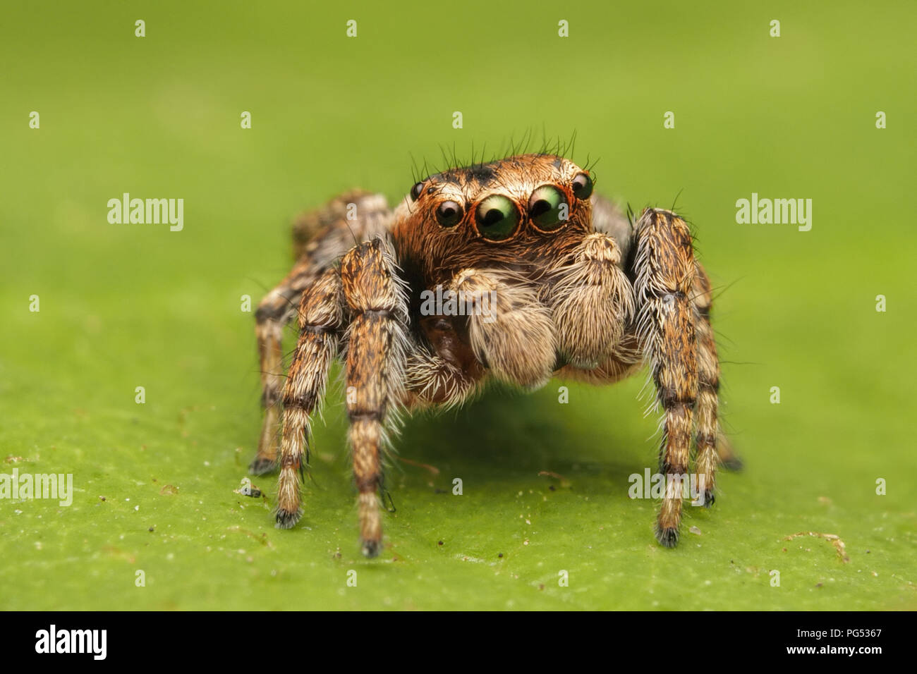 Zodariidae (Evarcha falcata) homme assis sur bramble feuille. Tipperary, Irlande Banque D'Images