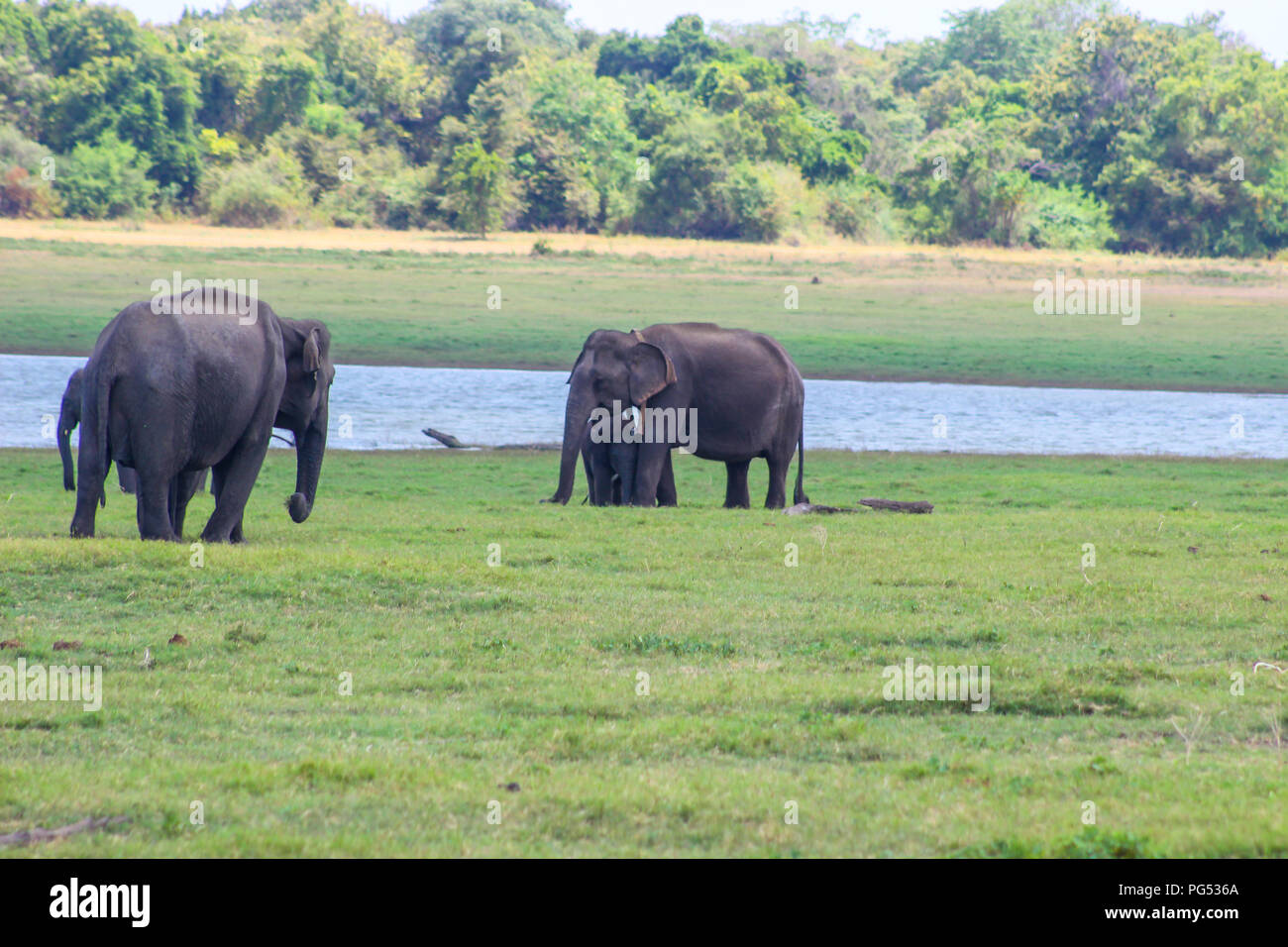 Les éléphants indiens - Sri Lanka - parc national de kaudulla Banque D'Images
