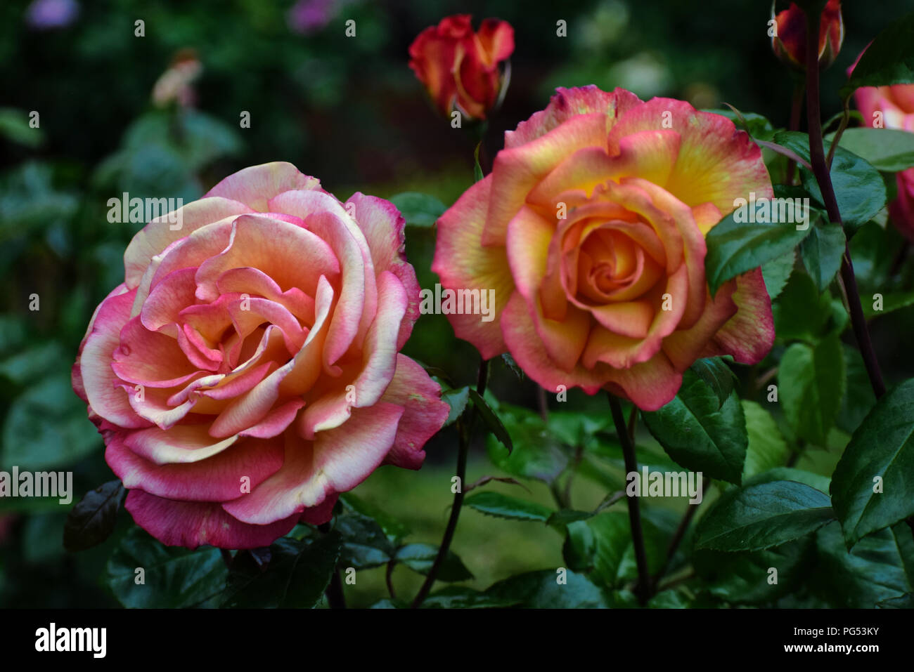 De belles roses à Shore Acres State Park, New York Banque D'Images