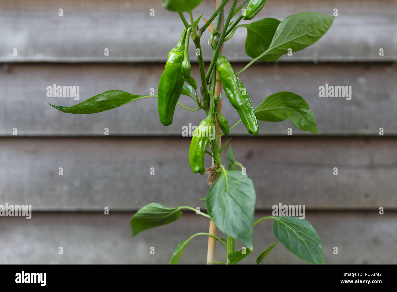 Padron piments qui poussent sur un plant de poivron. Les poivrons sont populaires comme un plat de tapas espagnoles Banque D'Images