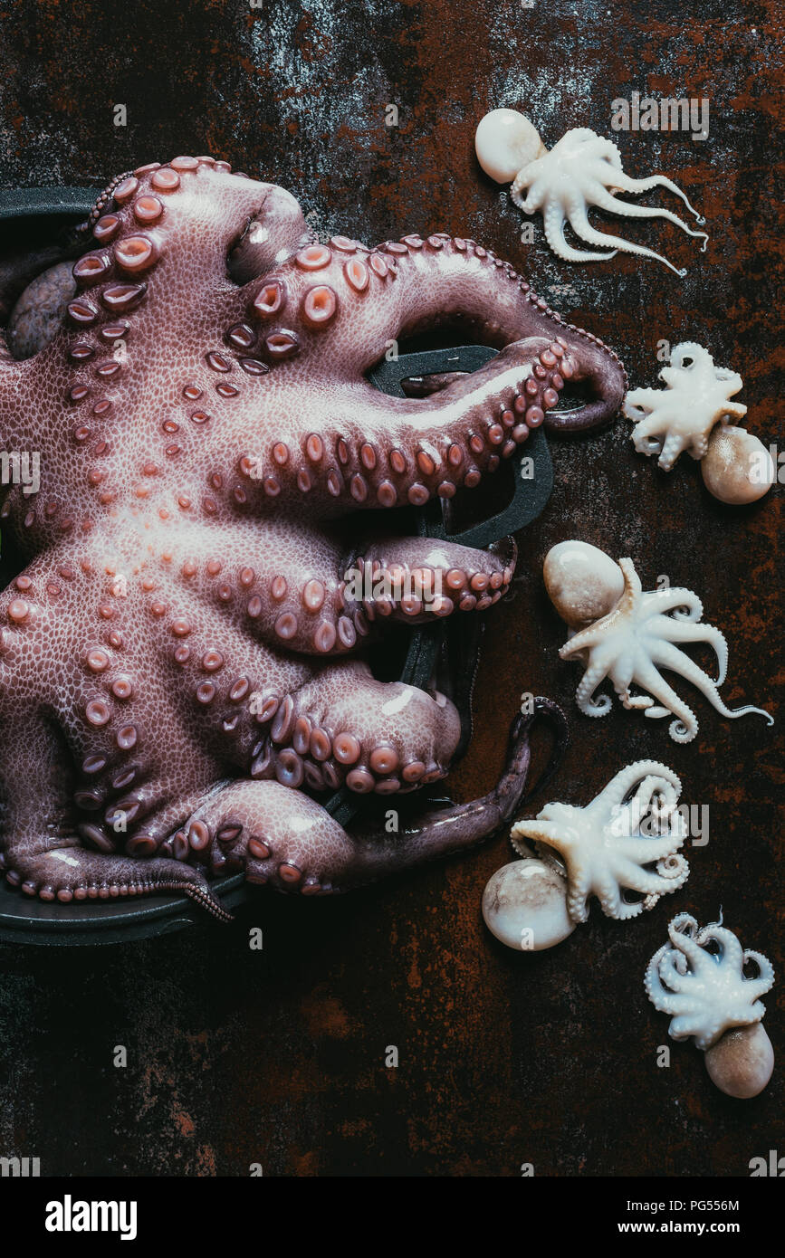 Vue de dessus d'une grande pieuvre dans une casserole et les petits poulpes sur la surface de métal rouillé Banque D'Images