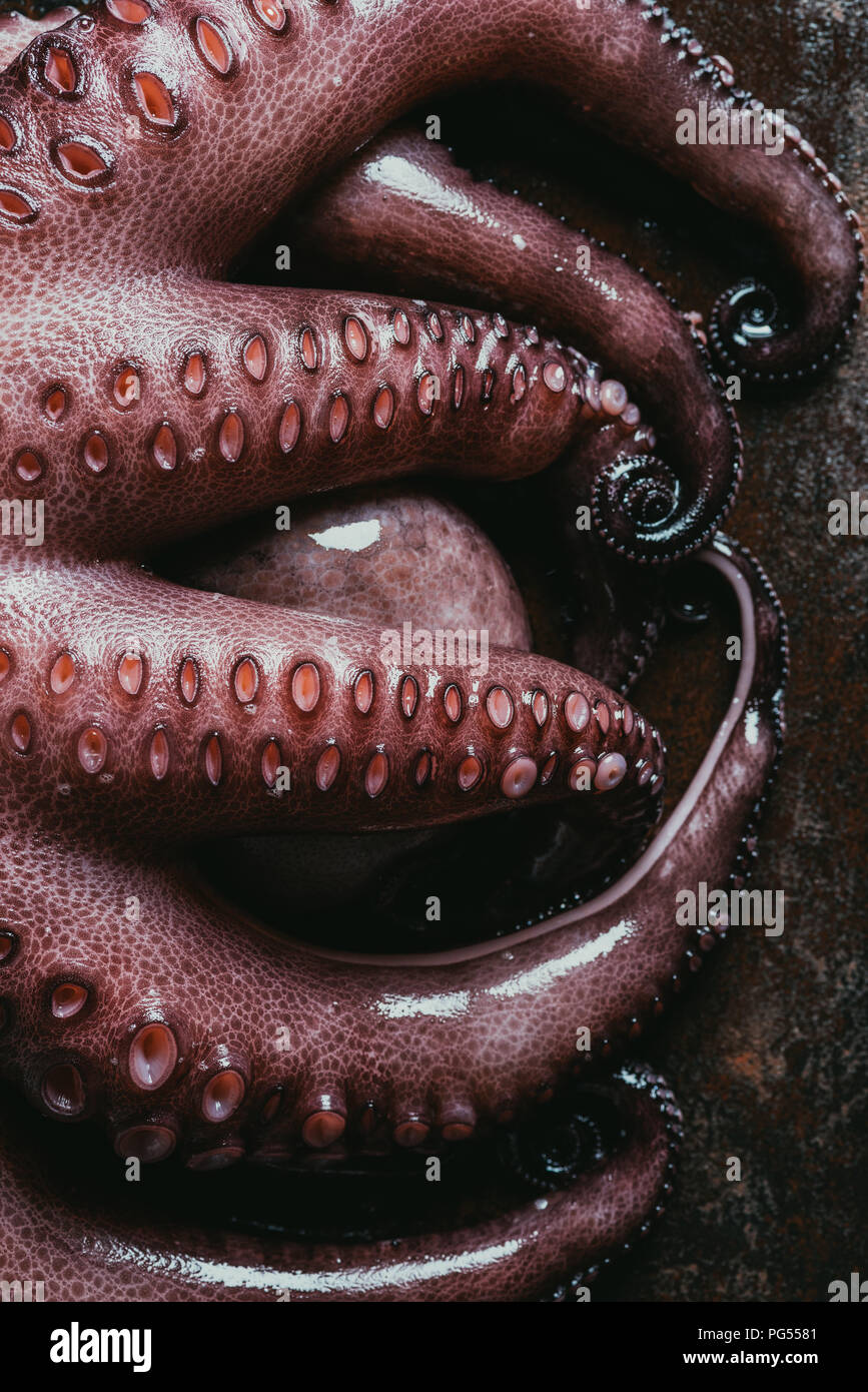 Vue de dessus de grandes tentacules de pieuvre sur la surface de métal rouillé Banque D'Images