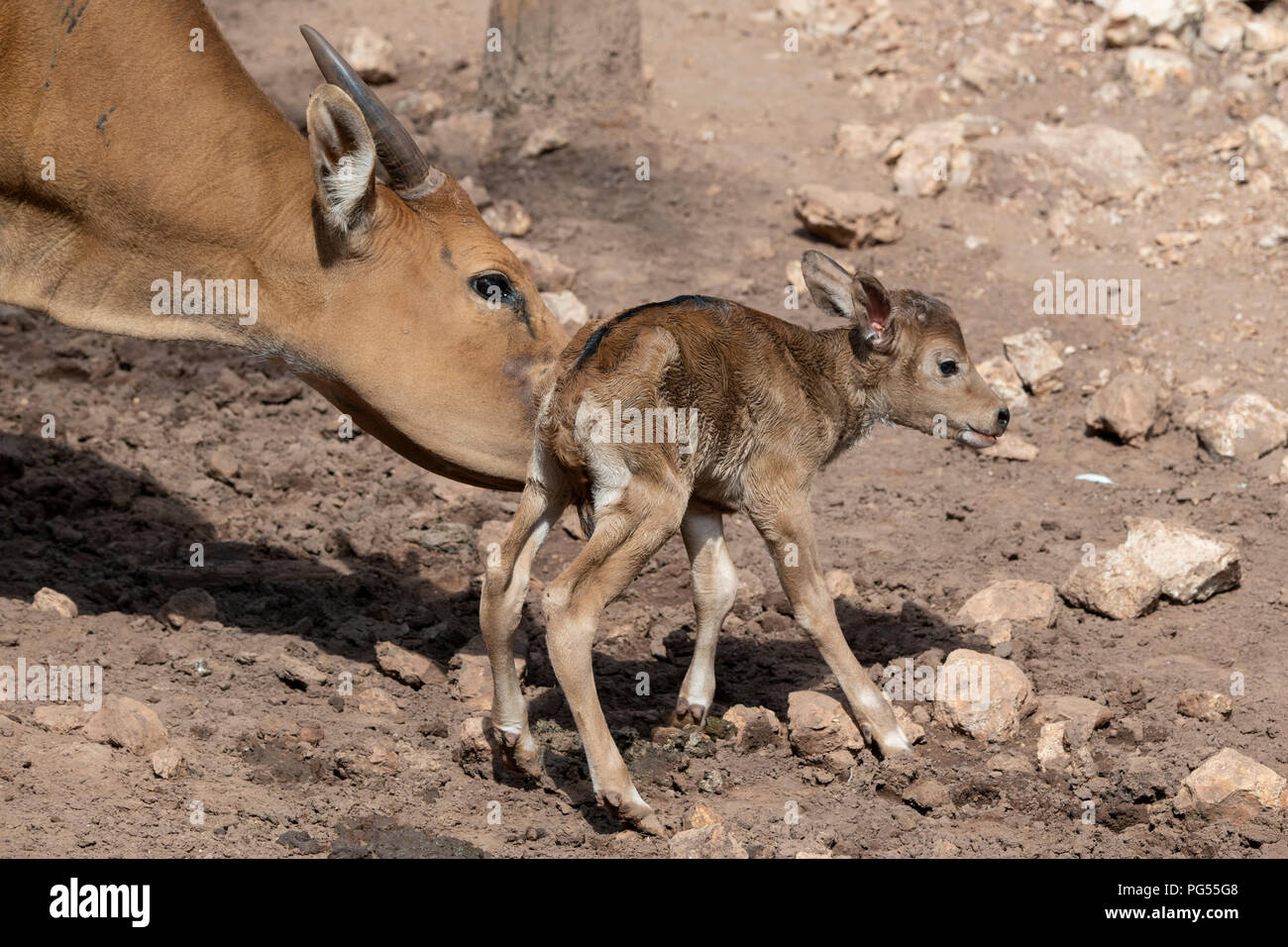 L'Australie, Territoire du Nord, Darwin, Crocodylus Park. Asie du sud-est, le bétail sauvage banteng (Bos javanicus) aka Tembadam, veau nouveau-né Banque D'Images