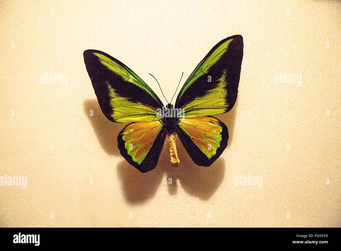 Ornithoptera goliath Goliath cites épinglées sur un tableau d'affichage comme un spécimen. Banque D'Images