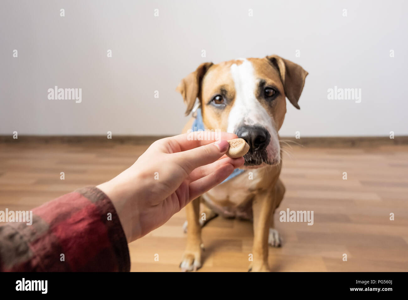 Chien intelligent formé en tenant de l'alimentation humaine. Donne à un propriétaire traiter Staffordshire terrier chiot à l'intérieur Banque D'Images