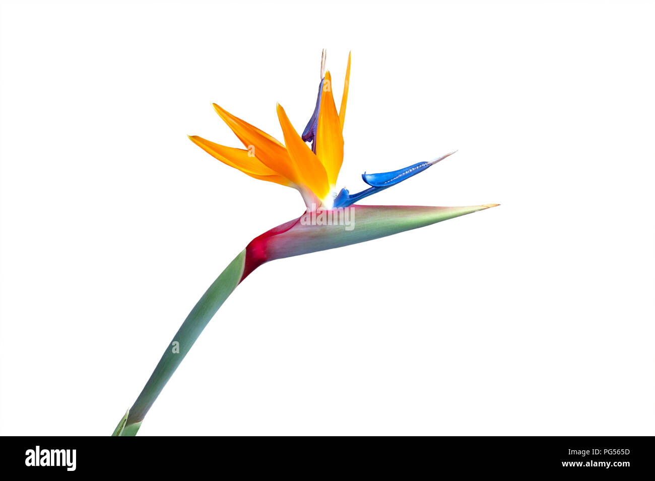 Bird of Paradise flower isolated on a white background Banque D'Images