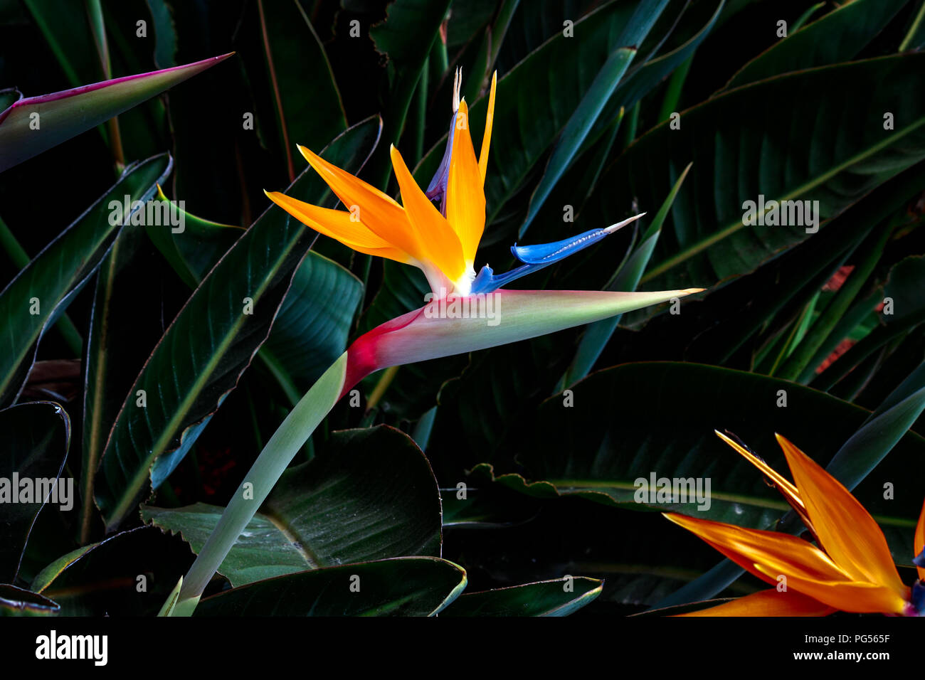 Bird of Paradise flower isolated contre un arrière-plan de feuilles vert foncé Banque D'Images