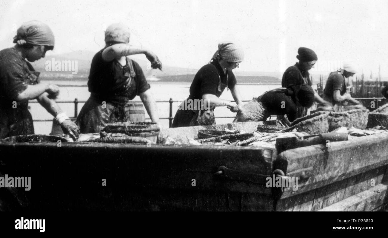 L'éviscération herring, Port Sainte Marie, Île de Man, début des années 1900 Banque D'Images