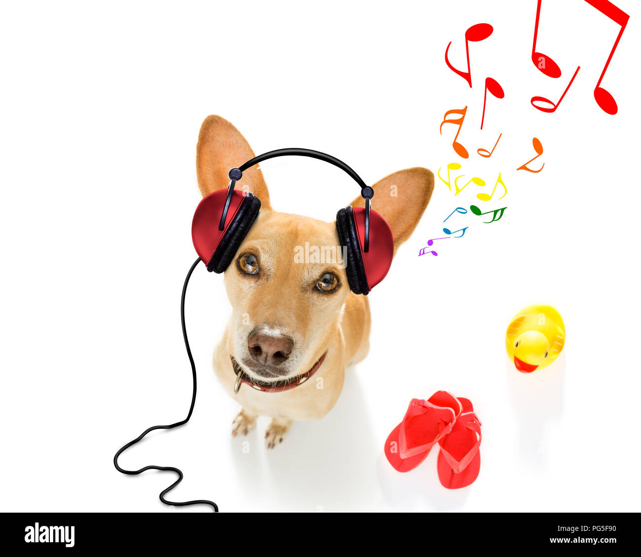 Cool dj chihuahua chien podenco ou écouter le chant de la musique avec des  écouteurs et un lecteur mp3, isolé sur fond blanc Photo Stock - Alamy