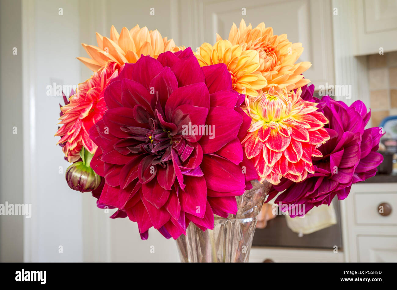 Les fleurs coupées à l'intérieur y compris l'amiral Rawlings dahlia rouge sombre en UK Banque D'Images