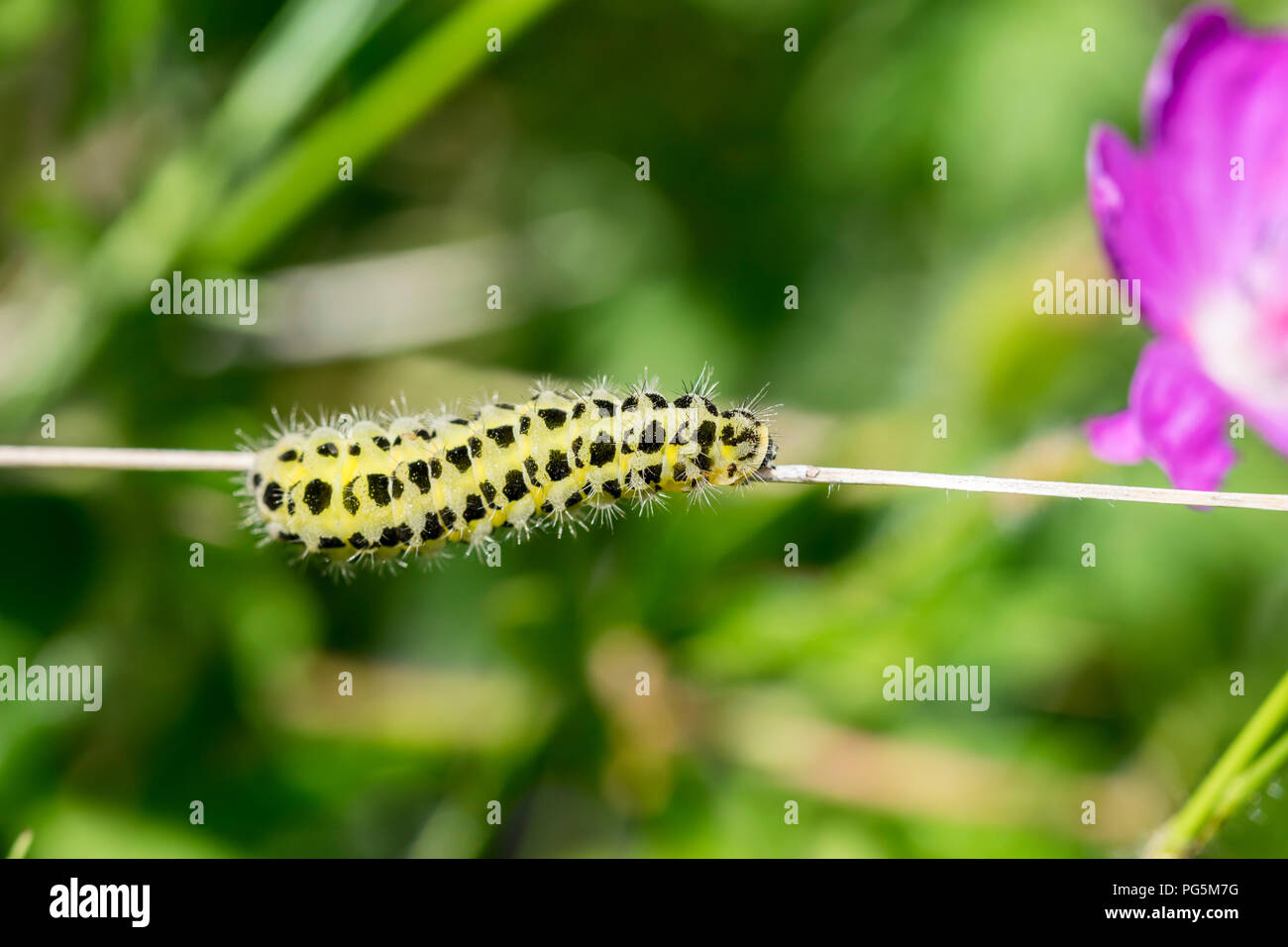 Shargacucullia verbasci Mullein Moth Caterpillar Banque D'Images