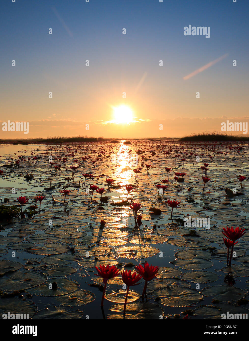 La mer rouge, le lac de lotus Nong Harn, Udon Thani, Thaïlande province Banque D'Images